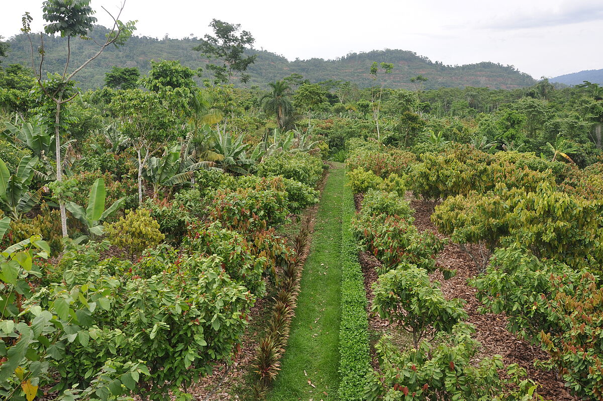 The Transformative Benefits of Agroforestry for Sustainable Farming ...