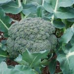 Broccoli Farming in Kenya: A Comprehensive Guide