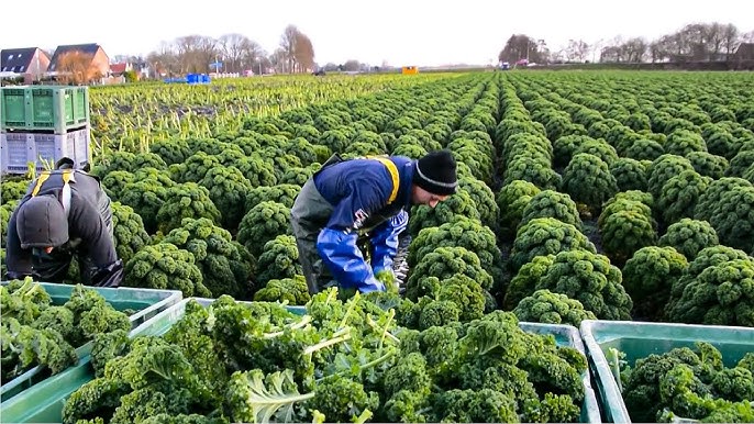 Broccoli Farming in Kenya