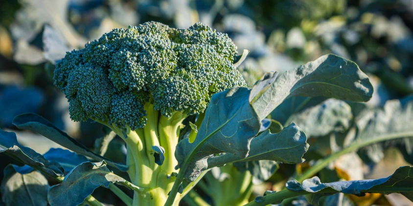 Broccoli Farming in Kenya