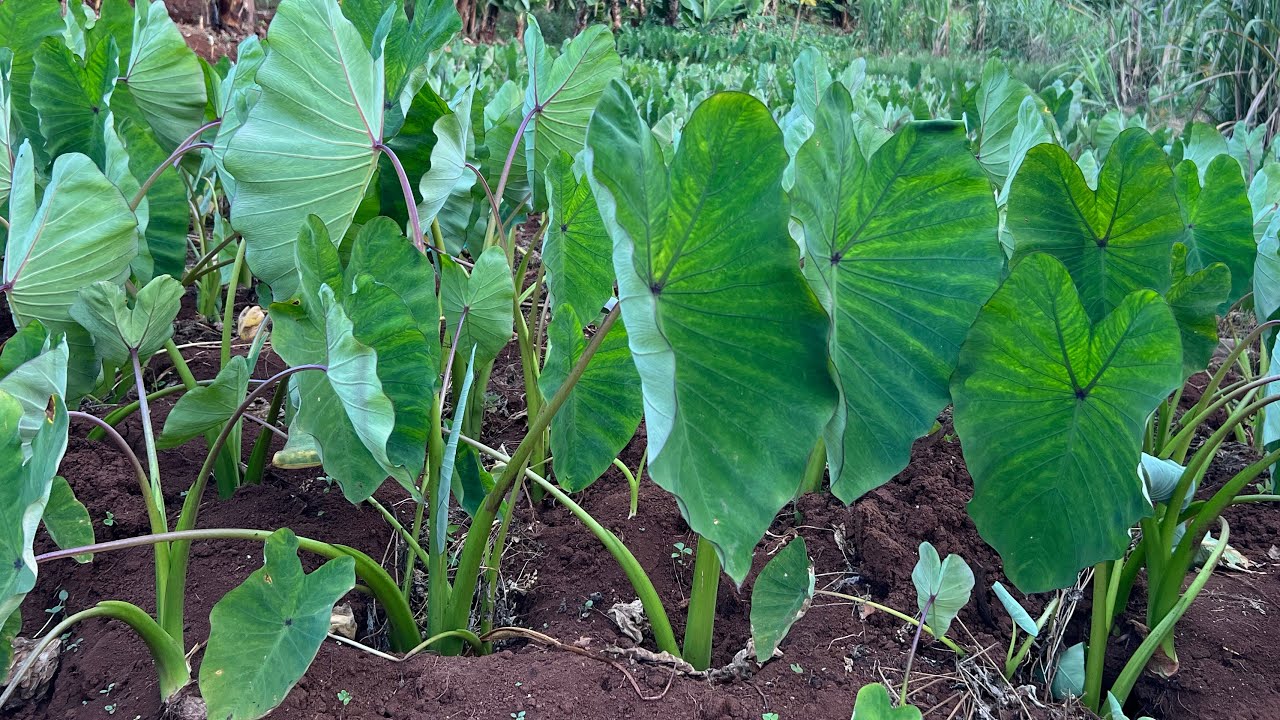 Arrowroot Farming in Kenya: A Profitable and Nutritious Venture