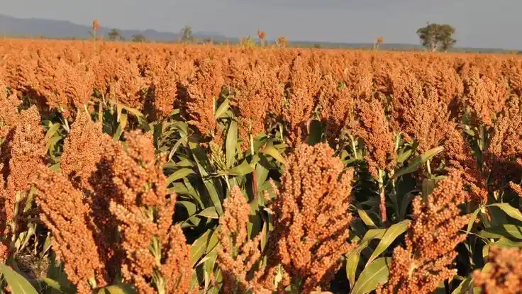 Kenyan farm healthy sorghum crop in a field