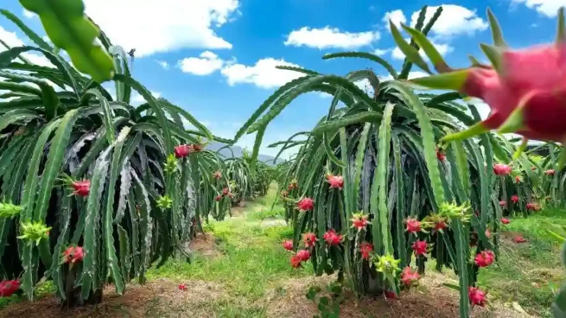 Dragon fruit plants growing on posts in a Kenyan farm with ripe red fruits ready for harvest.