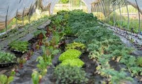 Sustainable Farming in Kenya