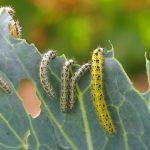 How to Get Rid of Caterpillars Naturally in Your Garden