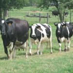 Beating Heat Stress in Dairy Cows