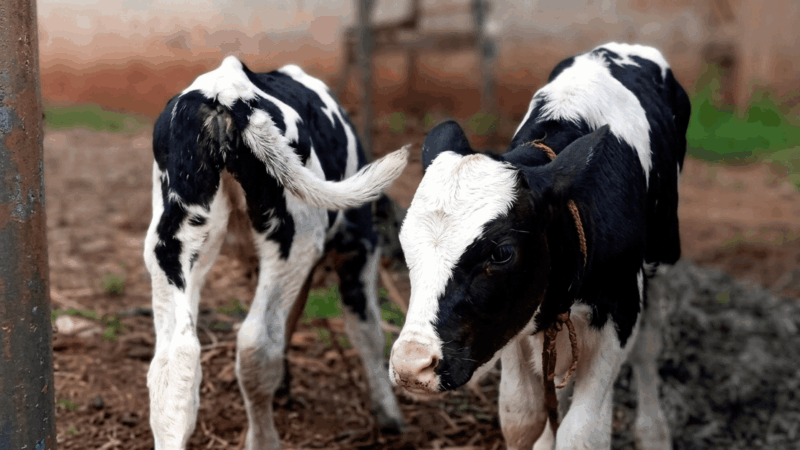 Artificial Insemination Services in Nairobi and Kenya