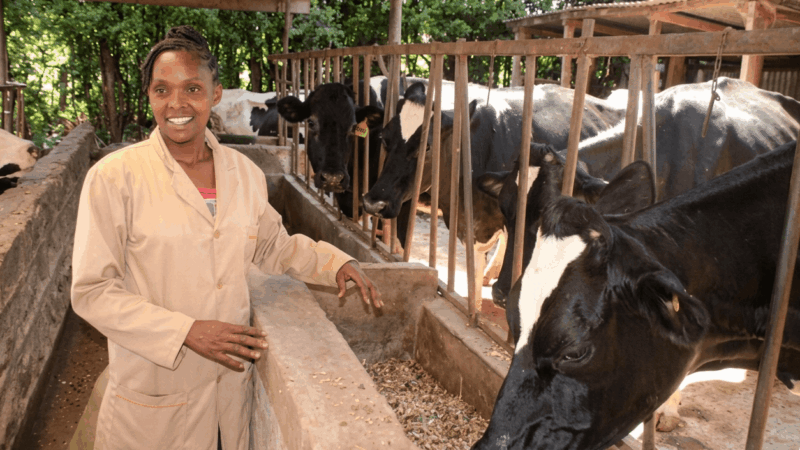 Dairy farm consulting in Nairobi and Kenya