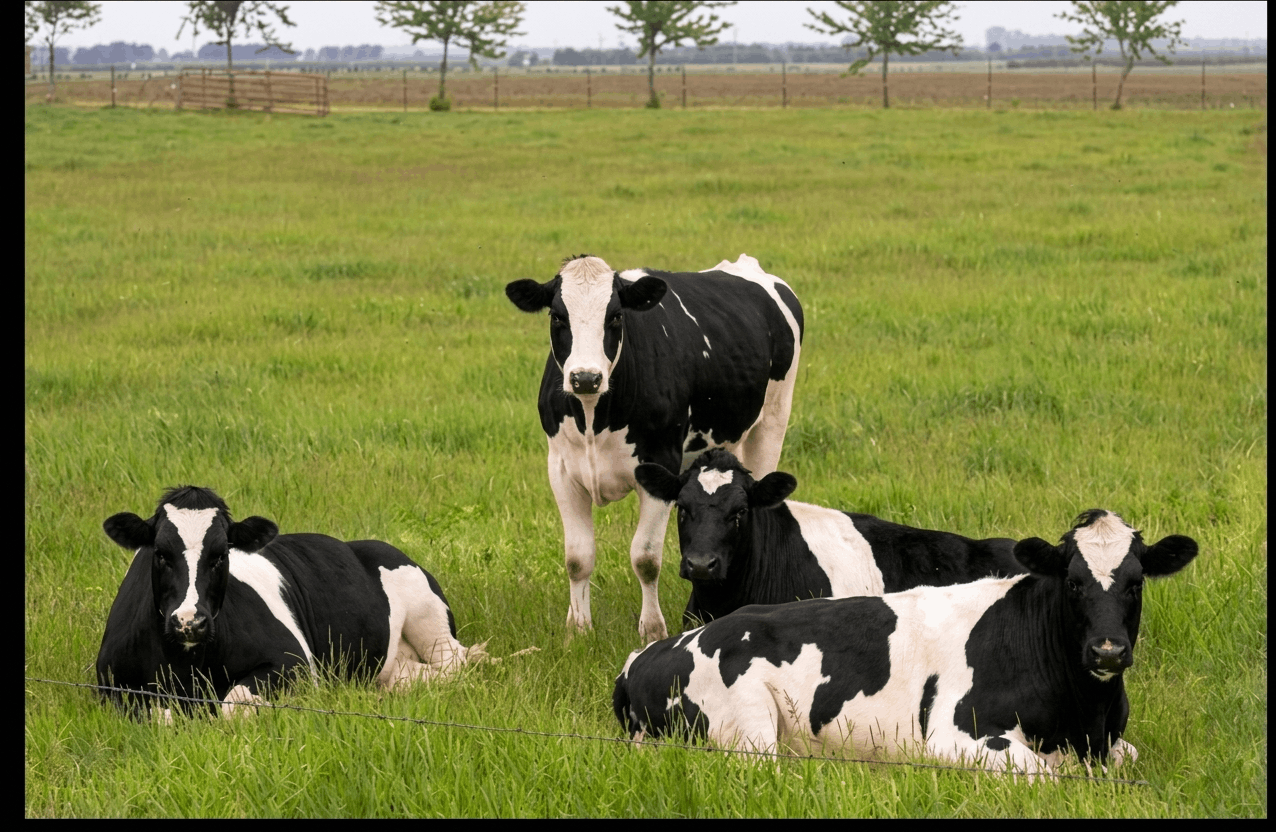 Dairy farm consulting in Nairobi and Kenya