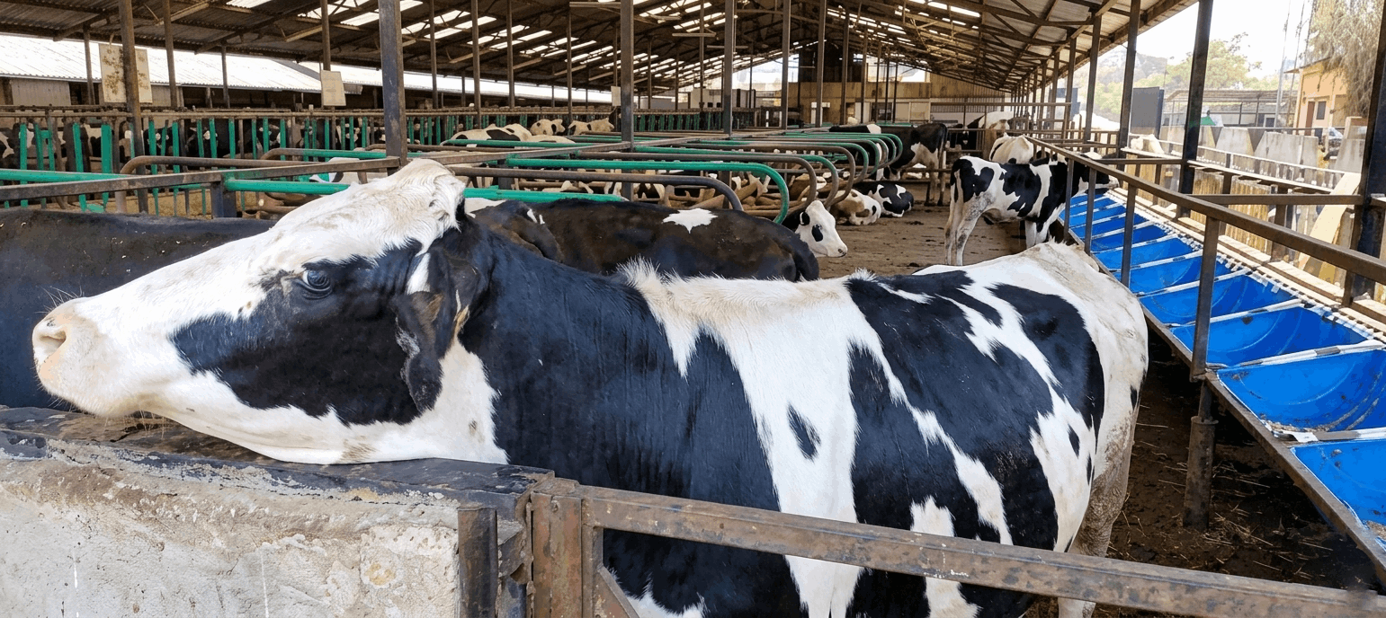 Dairy farm consulting in Nairobi and Kenya