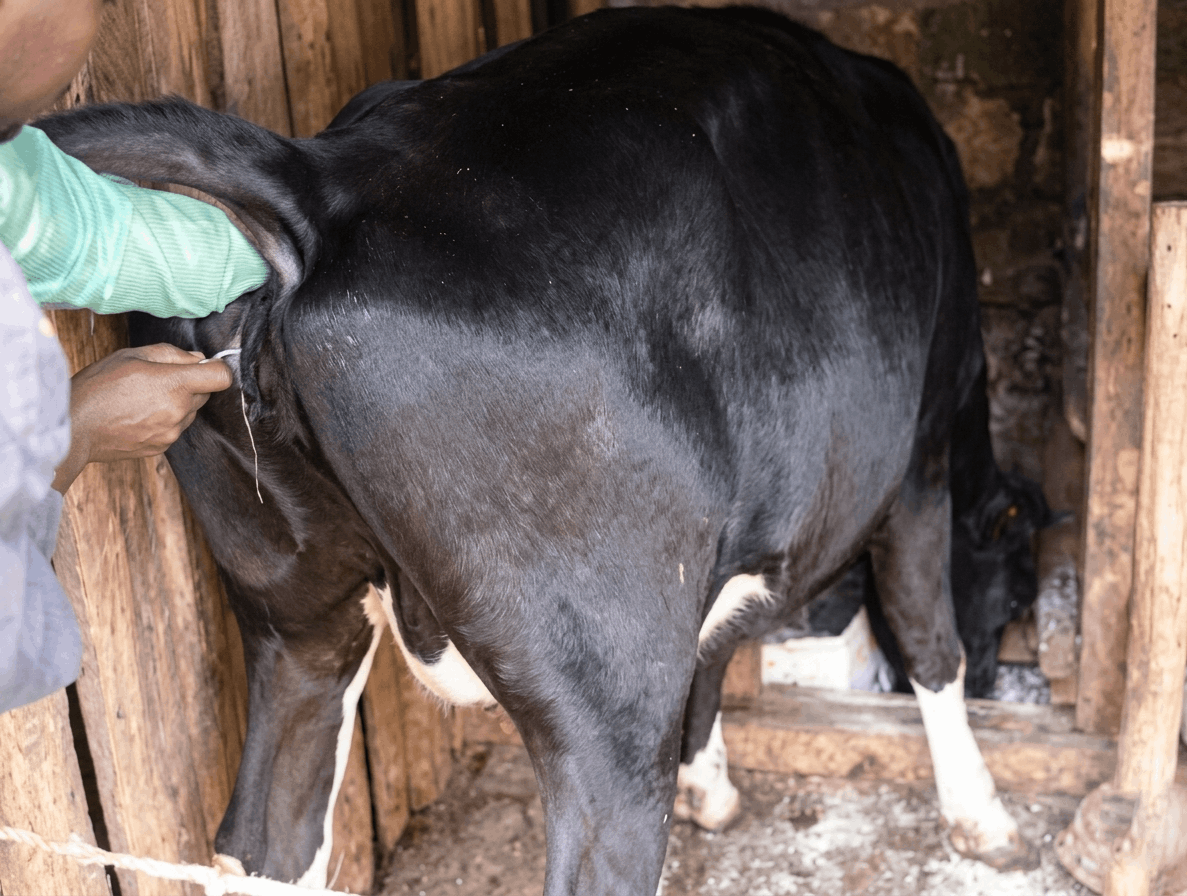 Artificial Insemination Services in Nairobi and Kenya
