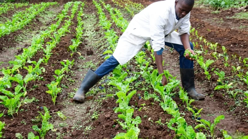Organic Farming Inputs in Kenya for Sustainable Growth