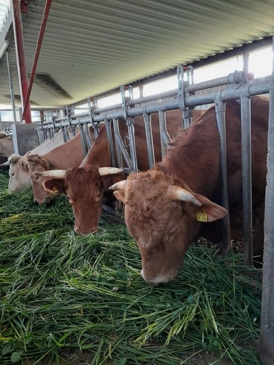 Feeds & Fertilizer