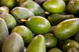 Avocado
