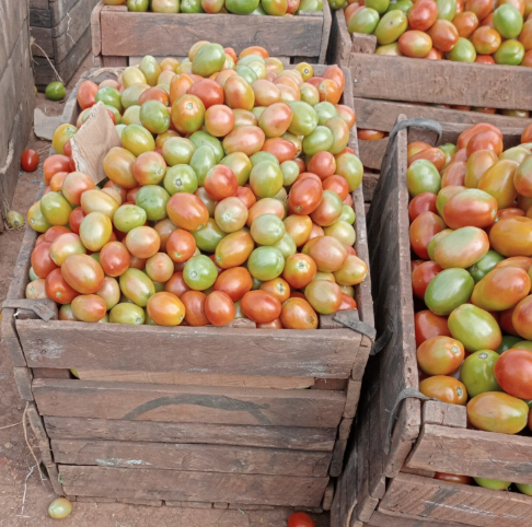 Tomatoes