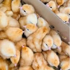 1 Day Old Improved Kienyeji Chicks for Sale in Nairobi Kenya