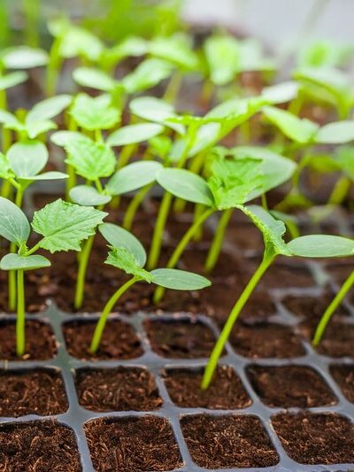 Seeds & Seedlings