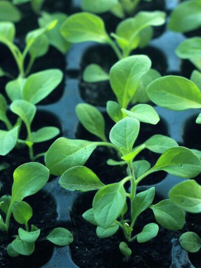 Seeds & Seedlings
