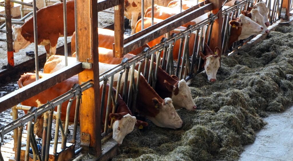 Maximizing Milk Yields: A Guide for Dairy Farmers