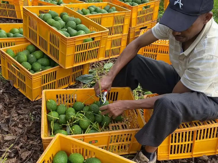Avocado Export from Kenya