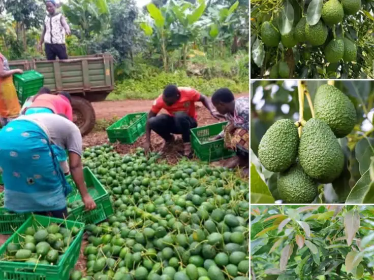 Avocado Export from Kenya